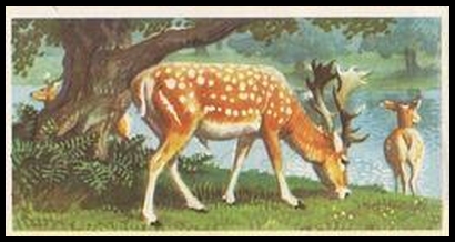 5 The Fallow Deer